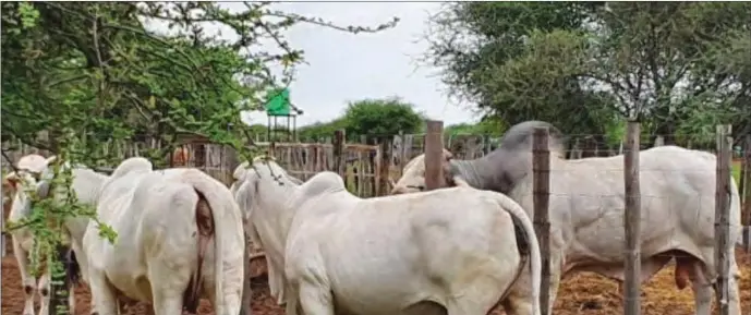  ?? ?? Phenyo was a Brahman breeder