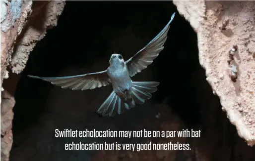  ??  ?? An Australian swiftlet negotiates a tight passage in northern Queensland’s Chillagoe Caves, using echolocati­ng skills. The swiftlet is one of only two kinds of bird known to echolocate.