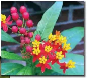  ?? Democrat-Gazette file photo ?? Tropical milkweed blooms longer than native variations of the plant.