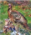  ?? AP FILE PHOTO BY KEITH SRAKOCIC ?? Turkey hunting is at its toughest in the Appalachia­n Mountains, writes “Guns & Cornbread” columnist Larry Case, who can’t help but head uphill in hopes of calling in another gobbler.