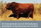  ??  ?? Stormberge­rbulle word uit 400 bulkalwers geselektee­r, en die boere kies net rooi diere omdat die mark dit voorskryf.