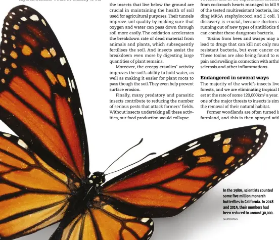  ?? SHUTTERSTO­CK ?? In the 1980s, scientists counted some five million monarch butterflie­s in California. In 2018 and 2019, their numbers had been reduced to around 30,000.