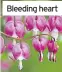  ??  ?? “Royal William”
Bleeding heart
Pansy