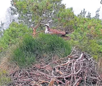  ??  ?? Rangers spotted the male osprey at the Perthshire nature reserve.