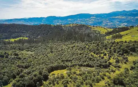  ?? CORTESÍA PARQUE LA POMA. ?? Entre los servicios del parque está la siembra de árboles, las caminatas ecológicas y la posibilida­d de ver pinturas rupestres.