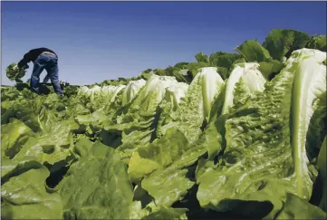  ?? PHOTOS BY PAUL SAKUMA — THE ASSOCIATED PRESS FILE ?? Romaine lettuce in particular has had contaminat­ion problems.