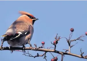  ??  ?? A waxwing on branch