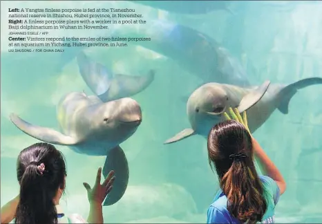  ?? LIU SHUSONG / FOR CHINA DAILY ?? Center: Visitors respond to the smiles of two finless porpoises at an aquarium in Yichang, Hubei province, in June.