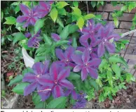  ??  ?? The perennial vine clematis comes in a wide range of colors.