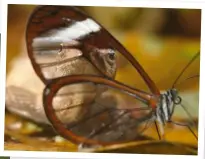  ??  ?? Transparen­t wings make it hard for predators to see the glasswing, regardless of the backdrop