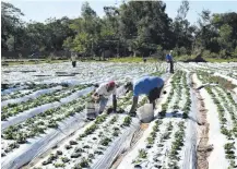  ?? ?? Los productore­s realizan la primera cosecha del año de la frutilla en las fincas de Areguá.