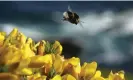  ?? Photograph: Odd Andersen/AP ?? A bumblebee hovers over gorse in Devon. Copa-Cogeca opposed the EU’s ban on certain neonicotin­oid pesticides.