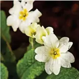  ??  ?? Wild wonders: The pretty primrose