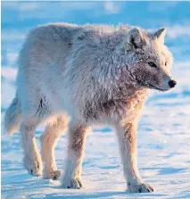  ??  ?? An Arctic wolf in Nunavut, Canada