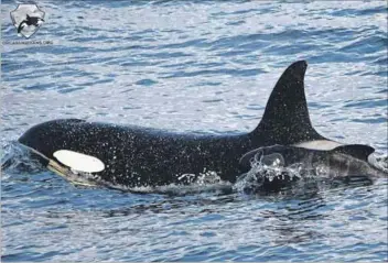  ?? ?? Mother love: In an unusual move, a pod of orca whales off the coast of Iceland has adopted a newborn pilot whale that may have been abandoned.