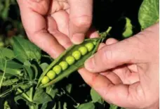  ?? DREAMSTIME ?? Legumes return nitrogen to your soil and should be rotated in your garden.