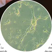  ??  ?? La culture de neurones (ci-dessus) est effectuée dans la puce microfluid­ique en plastique biocompati­ble scellée sur une lame de verre. Le réseau sur puce doit remplir la même fonction que le réseau réel.