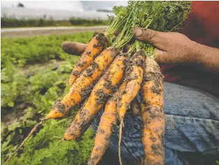  ?? AFP/GETTY IMAGES FILES ?? Gerald Filipski says carrots can be grown in containers if a garden isn't working. He says to choose a container that will be deep enough to accommodat­e the fully-grown carrots.