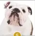  ??  ?? Bulldog