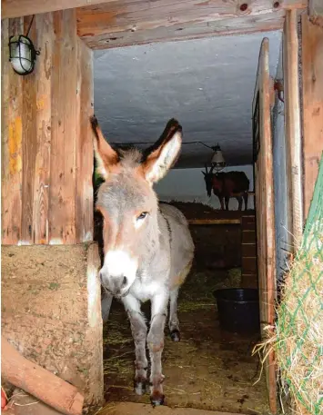  ?? Foto: Markus Negele ?? Pepe fühlte sich wohl auf einer Weide bei Edelstette­n im Kreis Günzburg. Ein umfunktion­ierter Bauwagen diente als Unterschlu­pf. Täglich versorgte Markus Negele ihn und die beiden Ziegen. Am 31. Oktober fand er Pepe – erschossen.