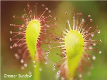  ?? ?? Greater Sundew