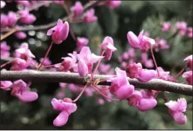 ?? BETTY CAHILL — SPECIAL TO THE DENVER POST ?? A redbud bloom, showing up close how it blooms first before leafing out.