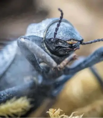  ??  ?? The diabolical ironclad beetle has incredibly tough forewings that could inspire new materials