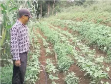  ??  ?? AGRO. El 80% de la producción de frijol es sembrado en la parte de postrera, por ello descartan problemas en este cultivo.