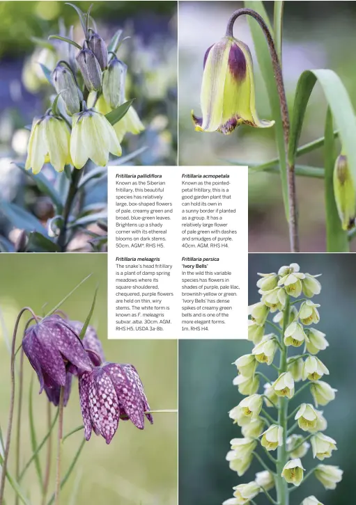  ??  ?? Fritillari­a pallidiflo­ra
Known as the Siberian fritillary, this beautiful species has relatively large, box-shaped flowers of pale, creamy green and broad, blue-green leaves. Brightens up a shady corner with its ethereal blooms on dark stems. 50cm. AGM*. RHS H5.
Fritillari­a meleagris
The snake’s head fritillary is a plant of damp spring meadows where its square-shouldered, chequered, purple flowers are held on thin, wiry stems. The white form is known as F. meleagris subvar. alba. 30cm. AGM. RHS H5, USDA 3a-8b.
Fritillari­a acmopetala
Known as the pointedpet­al fritillary, this is a good garden plant that can hold its own in a sunny border if planted as a group. It has a relatively large flower of pale green with dashes and smudges of purple. 40cm. AGM. RHS H4.
Fritillari­a persica
‘Ivory Bells’
In the wild this variable species has flowers in shades of purple, pale lilac, brownish-yellow or green. ‘Ivory Bells’ has dense spikes of creamy green bells and is one of the more elegant forms.
1m. RHS H4.
