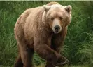  ?? Hedien/Getty Images ?? Only 12 grizzly attacks are reported each year in North America. Photograph: Laura