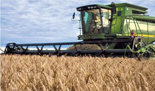  ??  ?? Largada. En la zona central y norte del país ya comenzó la cosecha de trigo. Los rendimient­os, en promedio, se posicionan entre los 4.000 a 6.000 kg/ha.