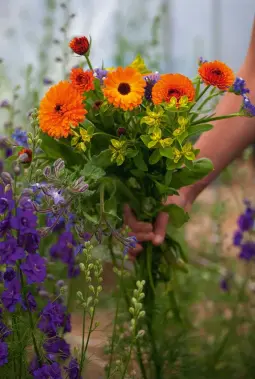  ??  ?? Left and below: Flowers you grow yourself retain the natural charm, character and heady scent so often lost in mass-produced varieties. It’s very satisfying to pick flowers you’ve grown in the garden for the vase