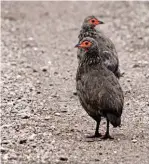  ??  ?? BESTIES (above). You’ll soon get used to your new alarm clock in Central Botswana: Swainson’s spurfowl.