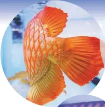  ?? New York Times News Service ?? ■ The tail of an arowana fish. The fish has become so deeply ingrained as a status symbol that it was even featured in the latest instalment of Crazy Rich Asians.