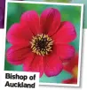  ??  ?? Bishop of Auckland