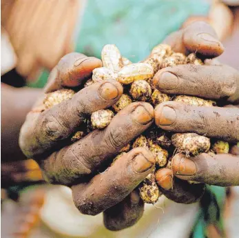  ?? FOTO: C. KAISER/IMAGO IMAGES ?? Die Welthunger­hilfe unterstütz­t unter anderem landwirtsc­haftliche Projekte in Ländern, in denen Menschen unter Unterernäh­rung und Hunger leiden.