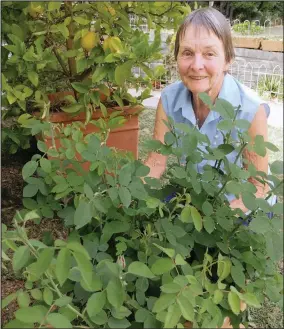  ?? Athalie Burrows with a pot of ‘ Granny’s roses’.
PICTURE: VIVIEN HORLER ??