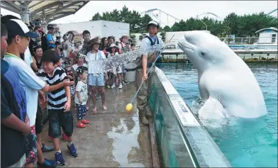  ?? KAZUHIRO NOGI / AFP ?? A beluga whale sprays water toward visitors during a summer attraction at the Hakkeijima Sea Paradise aquarium in Yokohama, suburban Tokyo, on Sunday.