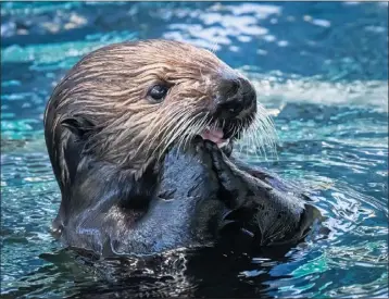  ?? PHOTO BY ROBIN RIGGS ?? The new sea otter pup shows off in the Aquarium of the Pacific's Sea Otter Habitat pool. He has befriended another sea otter, Chloe.