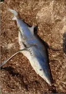  ?? (Photo DR) ?? Le requin, une femelle de , m, serait décédé d’asphyxie.