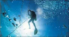  ??  ?? Lenford DaCosta cleans lines of staghorn coral at an underwater nursery inside a fish sanctuary in Oracabessa.