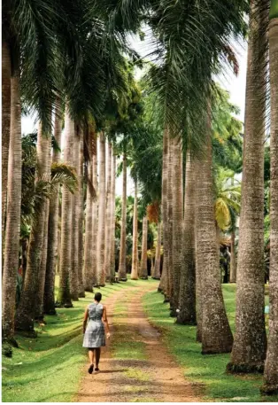  ??  ?? the road to Domaine de l’acajou, Rhum Clément’s 130-year-old distillery, is lined with palms. le chemin du Domaine de l’acajou, la distilleri­e de plus de 130 ans de Rhum Clément, est bordé de palmiers.