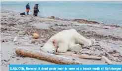  ?? — AFP ?? SJUSJOEN, Norway: A dead polar bear is seen at a beach north of Spitzberge­n yesterday.