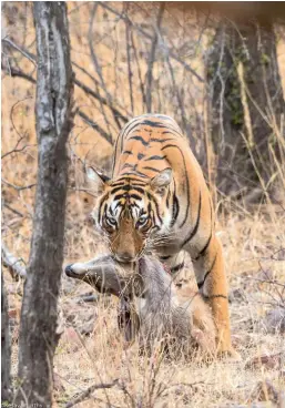  ??  ?? A tiger from Ranthambor­e