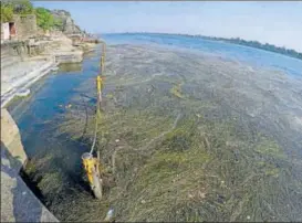  ?? MUJEEB FARUQUI/HT ?? Dead vegetation and growing weeds have engulfed the bathing spot at Narmada’s Maheshwar ghat in Madhya Pradesh.