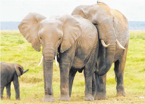  ?? FOTO: DPA ?? Kleine Elefanten werden in Kenia immer häufiger zu Waisen, unter anderem auch, weil ihre Eltern von Wilderern getötet werden.
