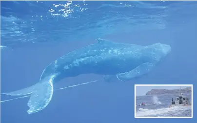  ?? PHOTOS: AP ?? An entangled subadult humpback whale that was freed of gear by a team of trained responders off Makena Beach, Hawaii. Inset: Trained responders work to free an entangled subadult humpback whale from heavy gauge fishing gear, off Makena Beach, with help from private boats.