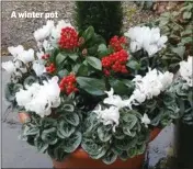  ??  ?? A winter pot