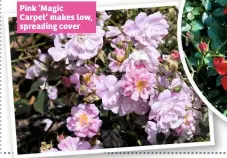  ??  ?? Pink ‘Magic Carpet’ makes low, spreading cover