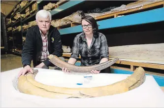  ?? SEAN KILPATRICK THE CANADIAN PRESS ?? Canadian Museum of Nature's curator of paleobiolo­gy, Kieran Shepherd, and palaeobiol­ogist Danielle Fraser hold pieces of two mammoth tusks that were recently given to the museum.